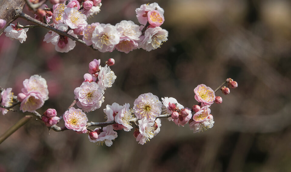 梅の花