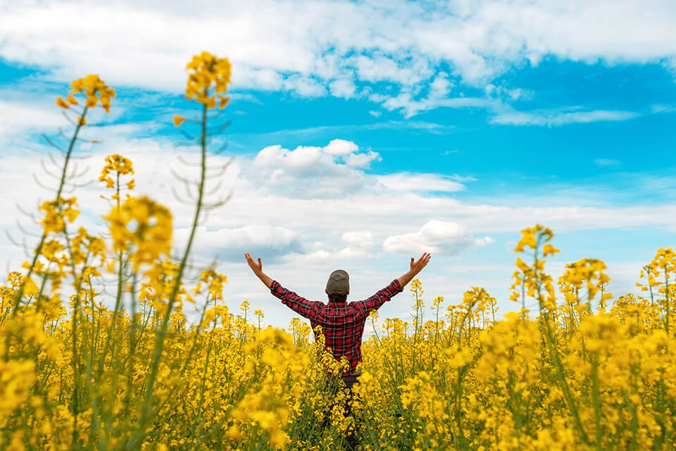 菜の花_男_両手を上げる_青空