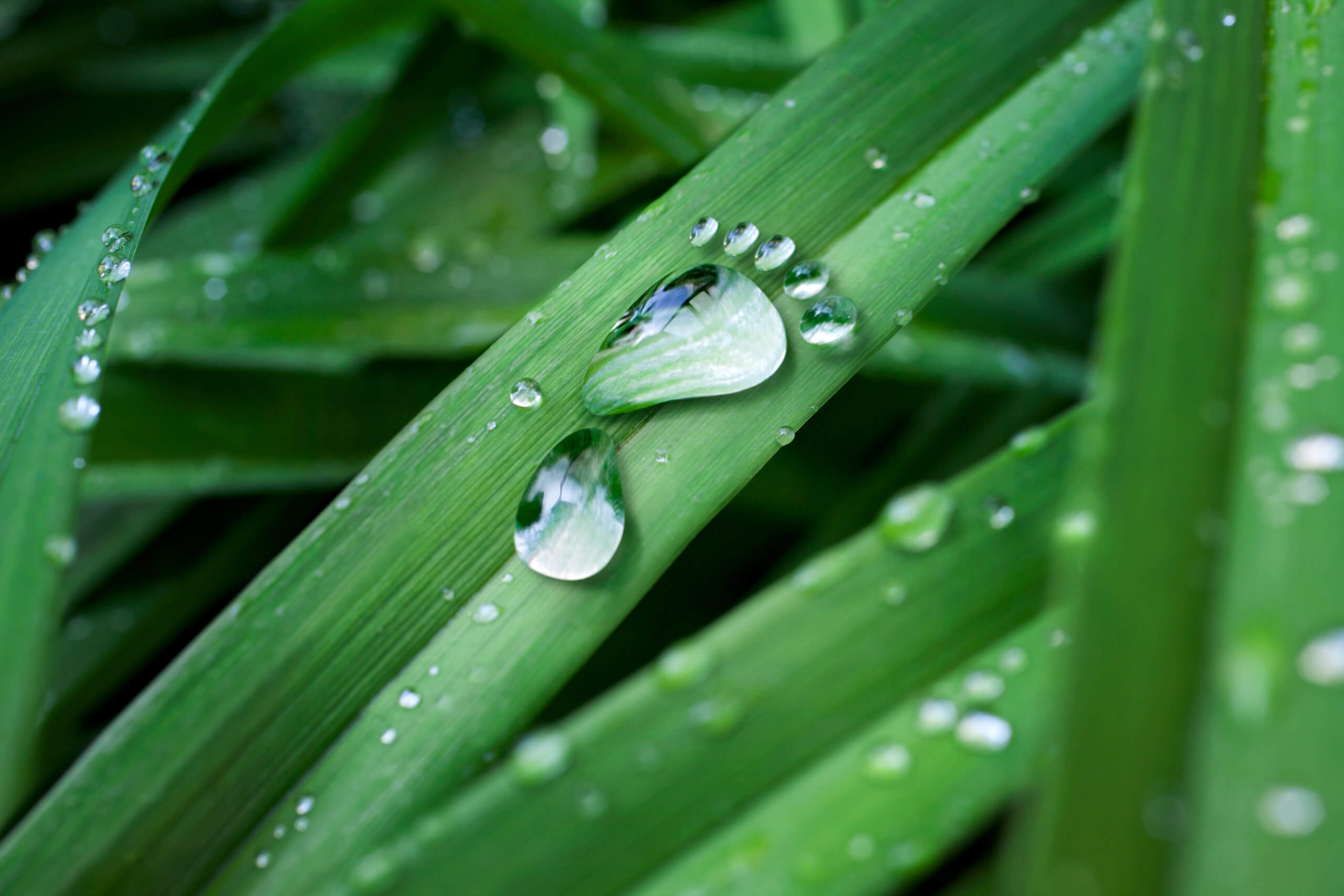 葉_水